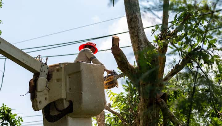 Tree care and maintenance services in Milford