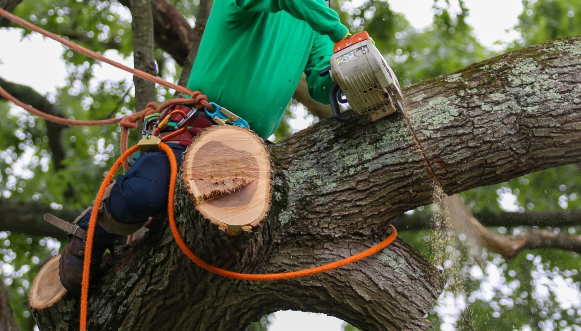 Shed your worries away with best tree removal in Milford