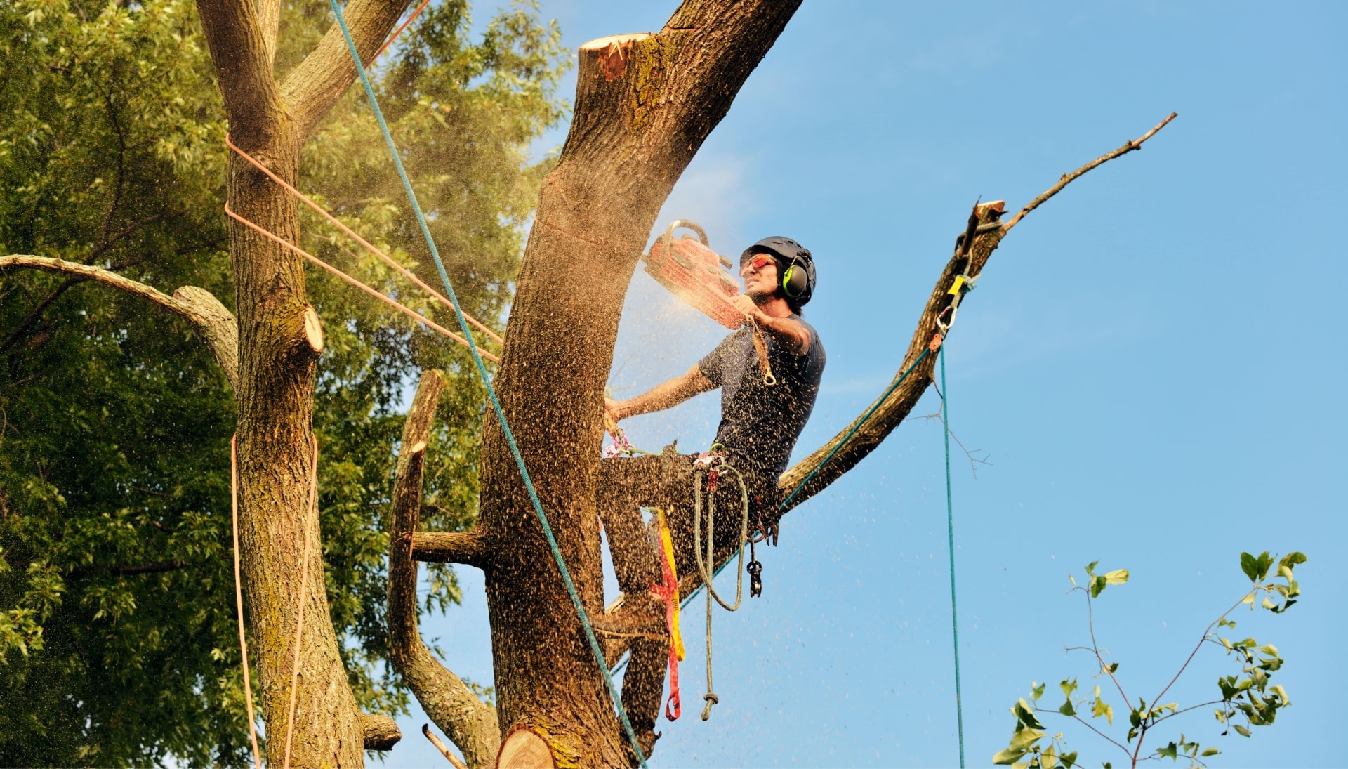 Get rid of tree problems with the expert tree removal contractors in Milford