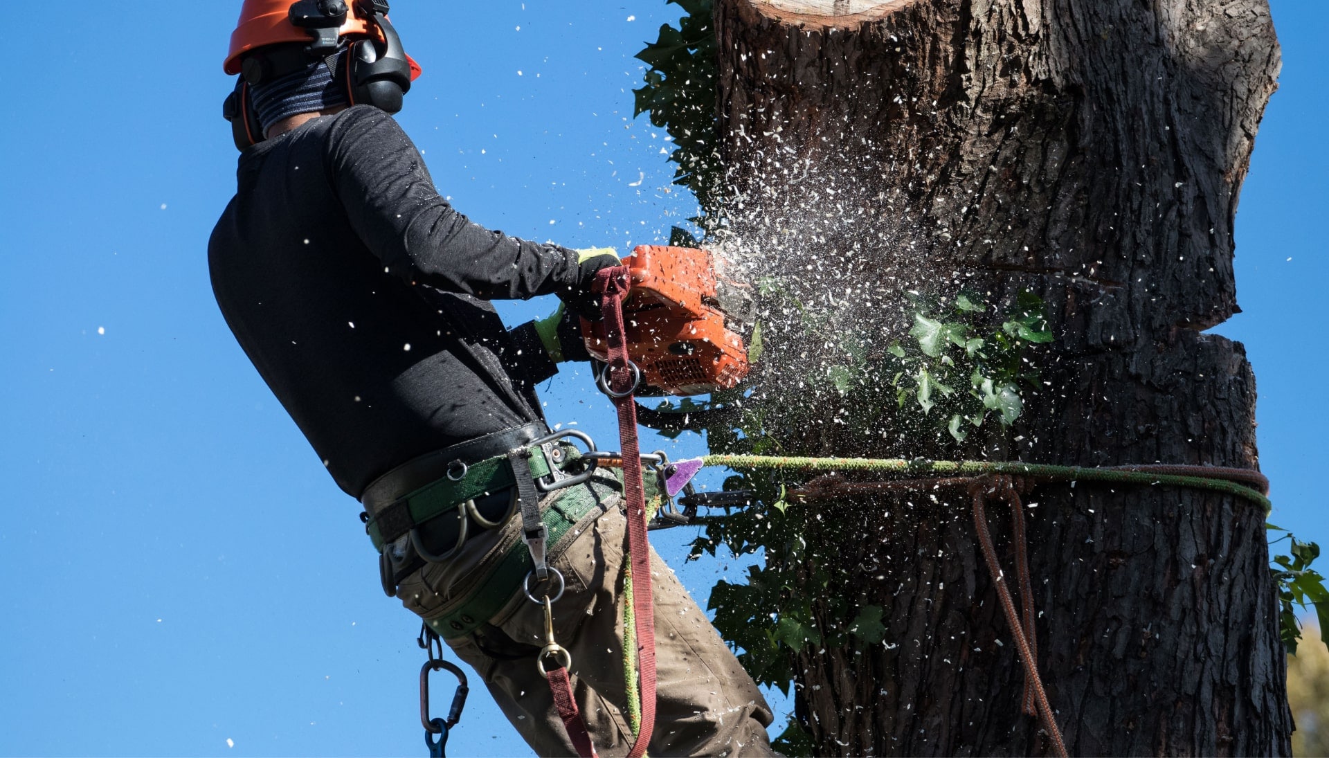 Professional Tree removal solutions in Milford