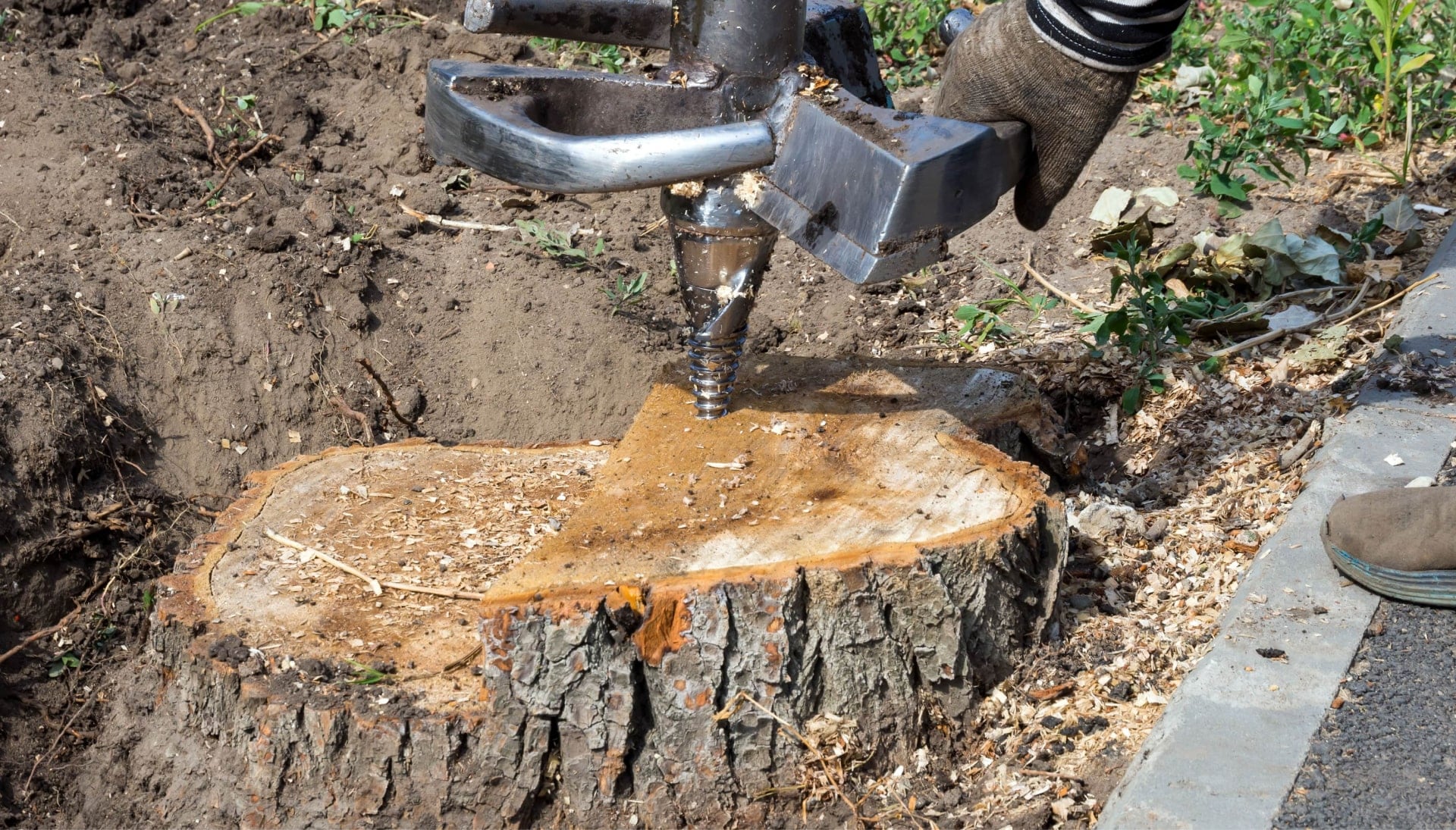 Milford Tree stump removal